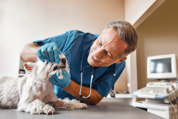 Best Walk-In Emergency Dentist in Millington, TN